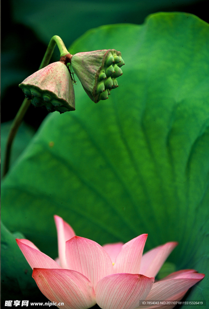荷花