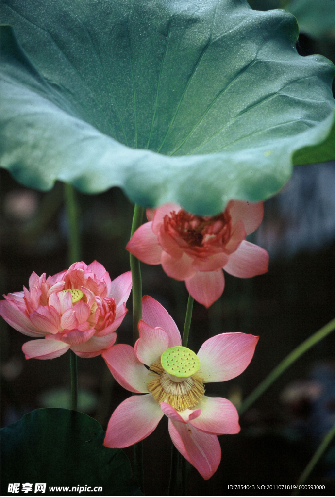 荷花