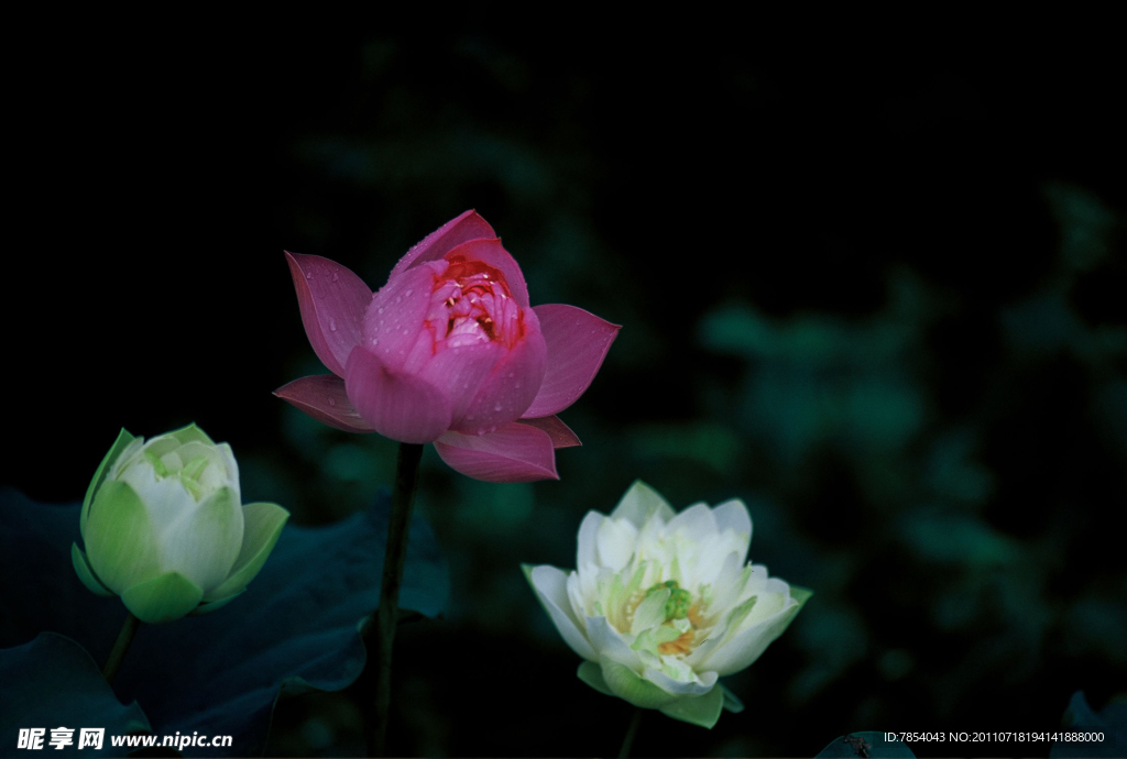 荷花
