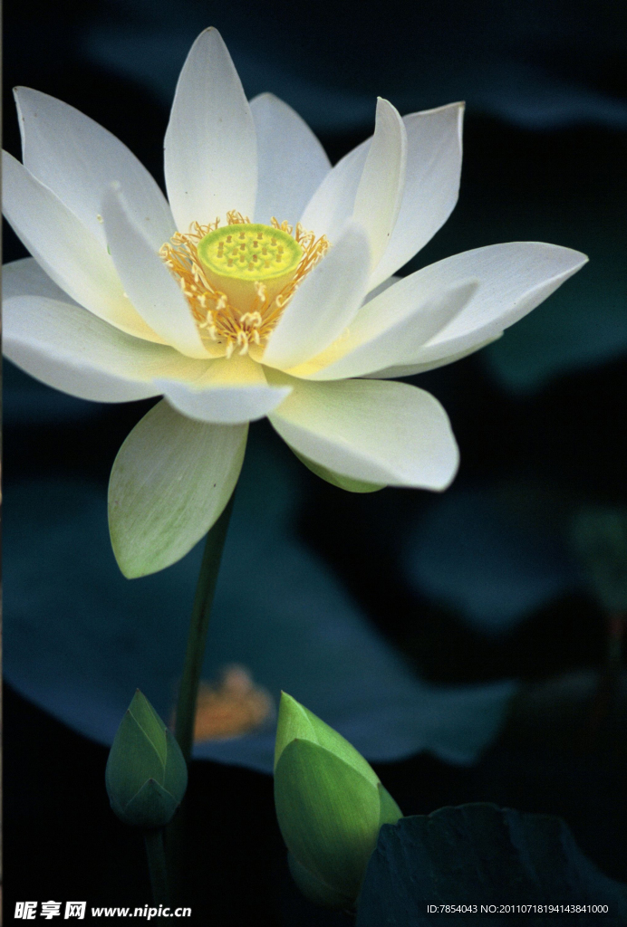 荷花