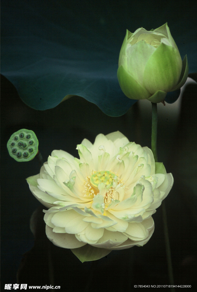 荷花