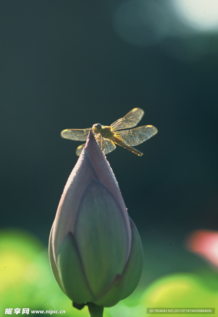 蜻蜓