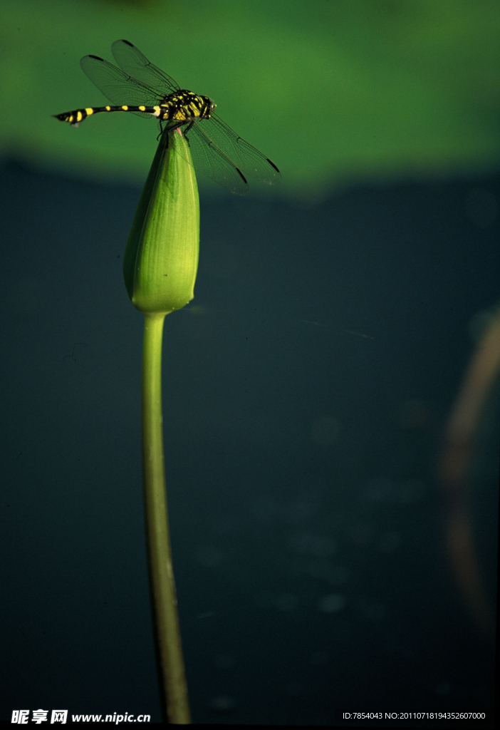 蜻蜓