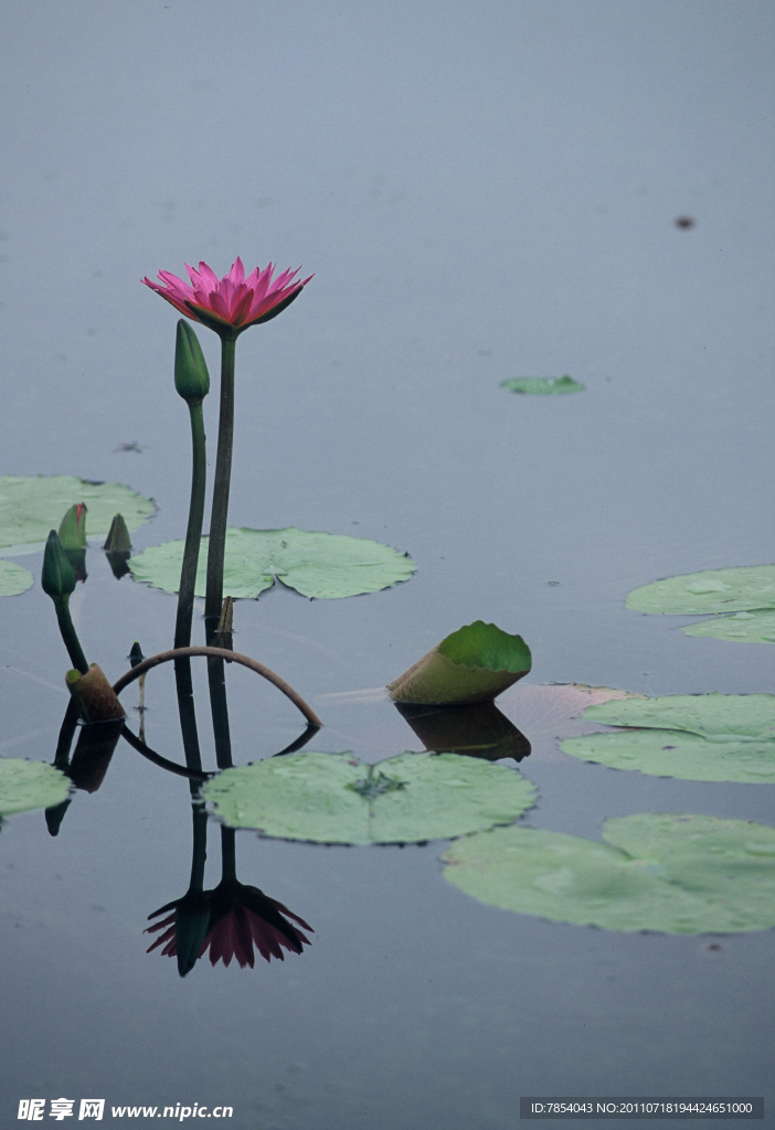 荷花