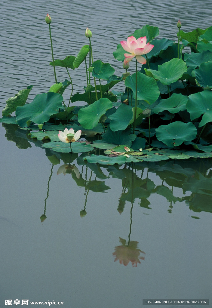 荷花