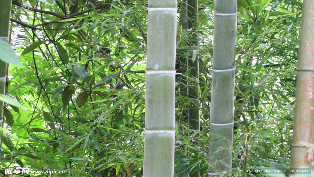 竹林