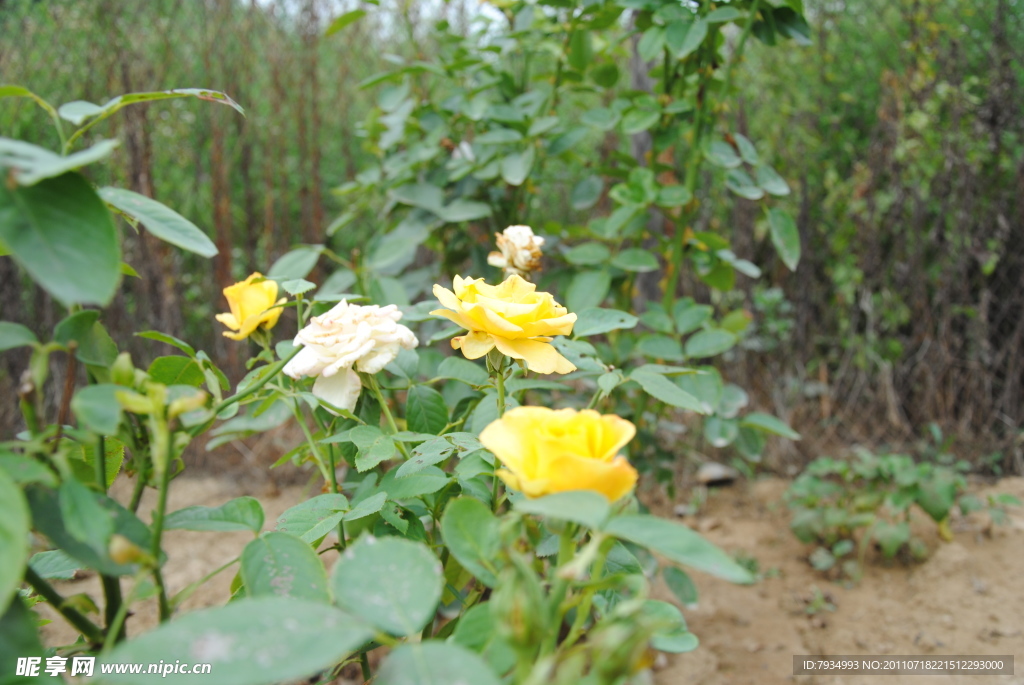月季花