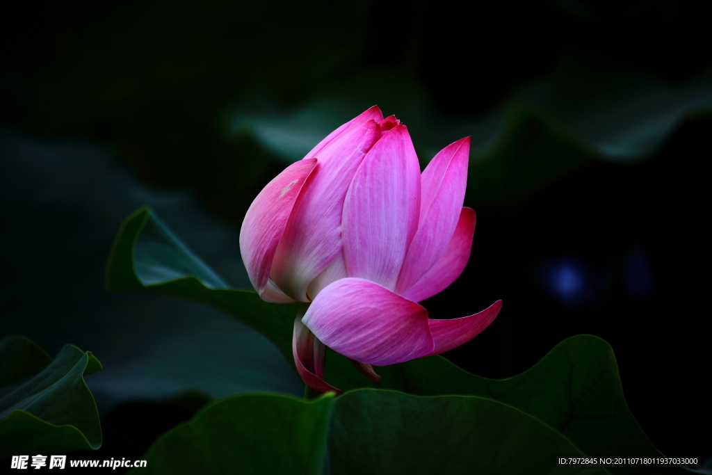 荷花