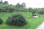 绿地草坪 绿色植物