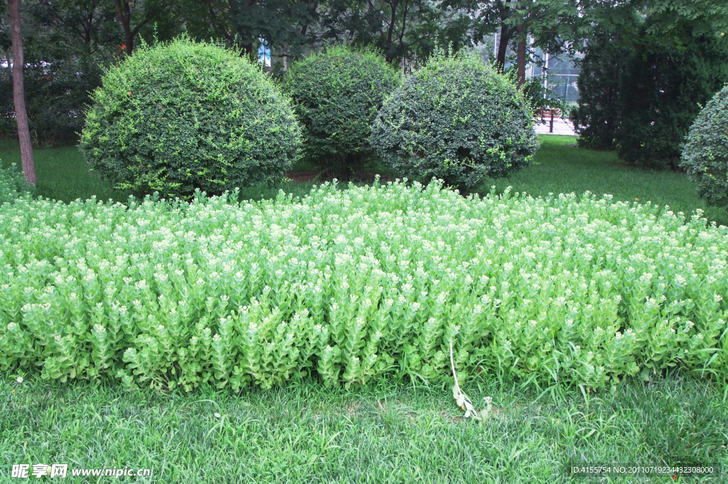 绿色植物