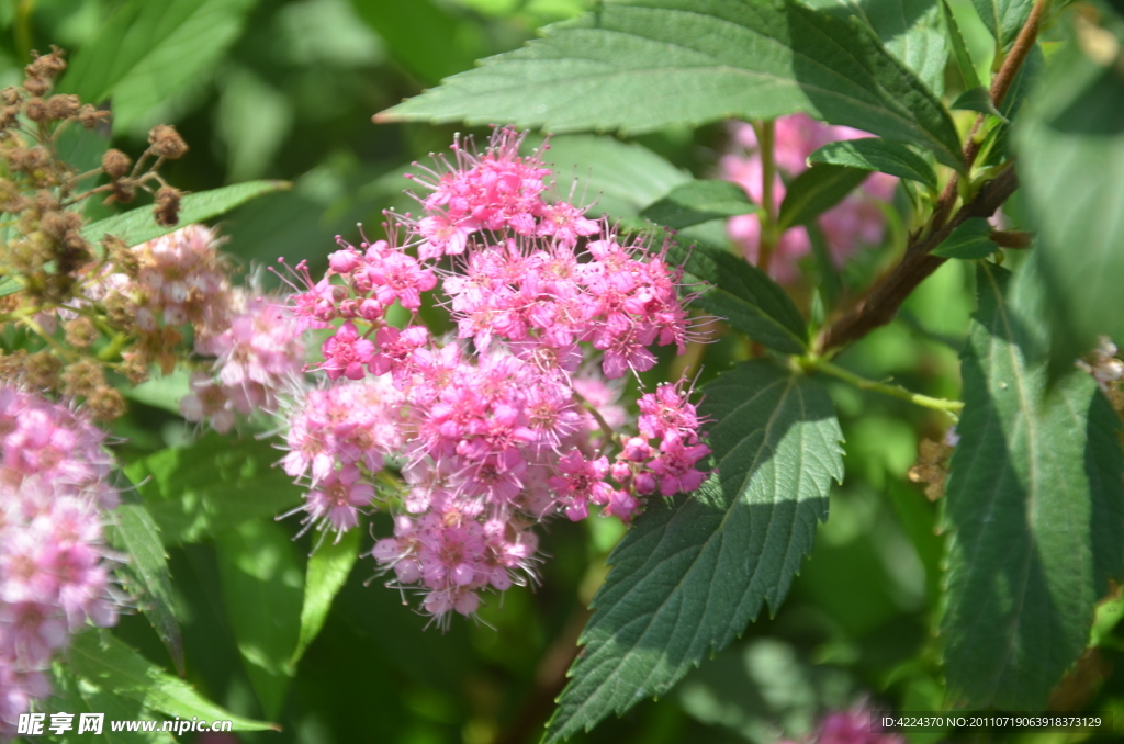 粉花绣线菊