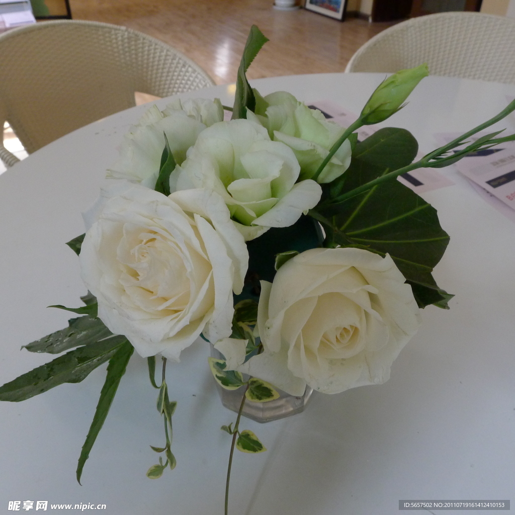 白玫瑰花盆
