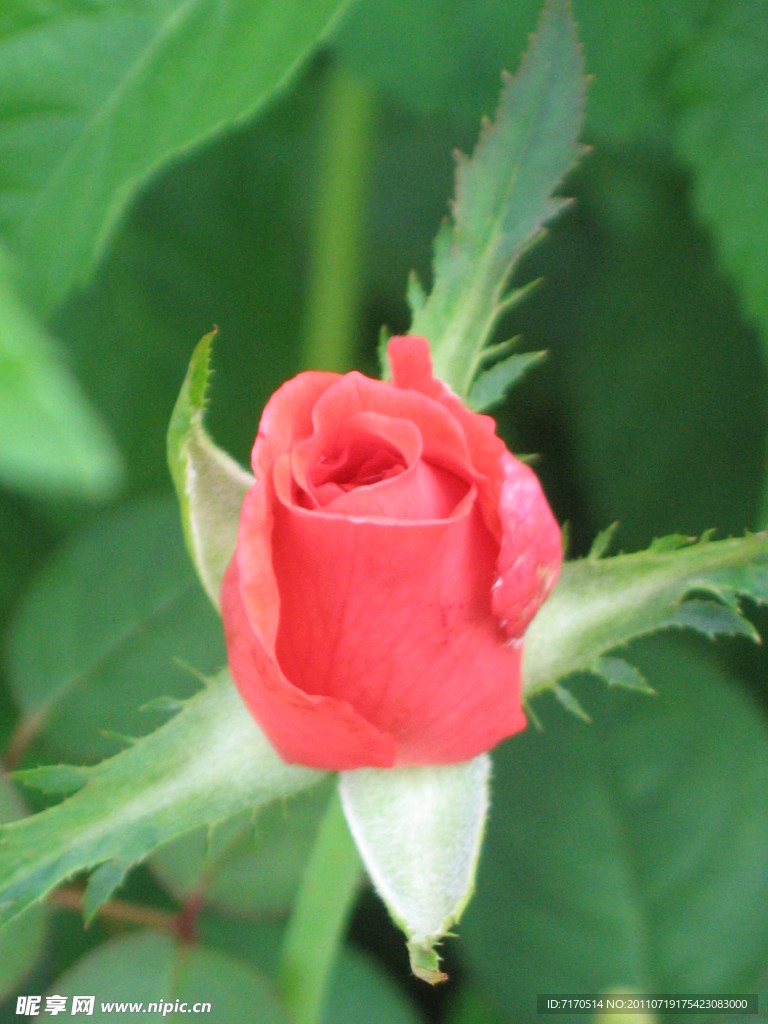 玫瑰花
