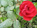 玫瑰花