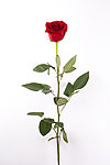 玫瑰花