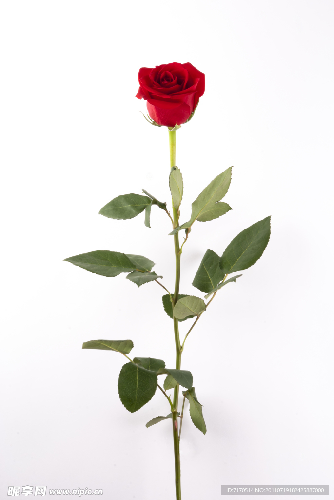 玫瑰花