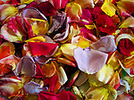 玫瑰花