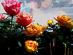 玫瑰花
