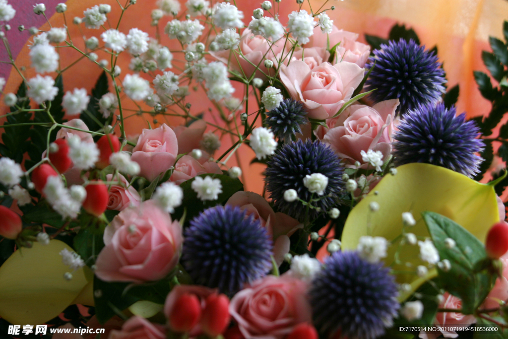 玫瑰花