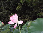 莲花 荷花