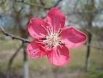 桃花依旧笑春风