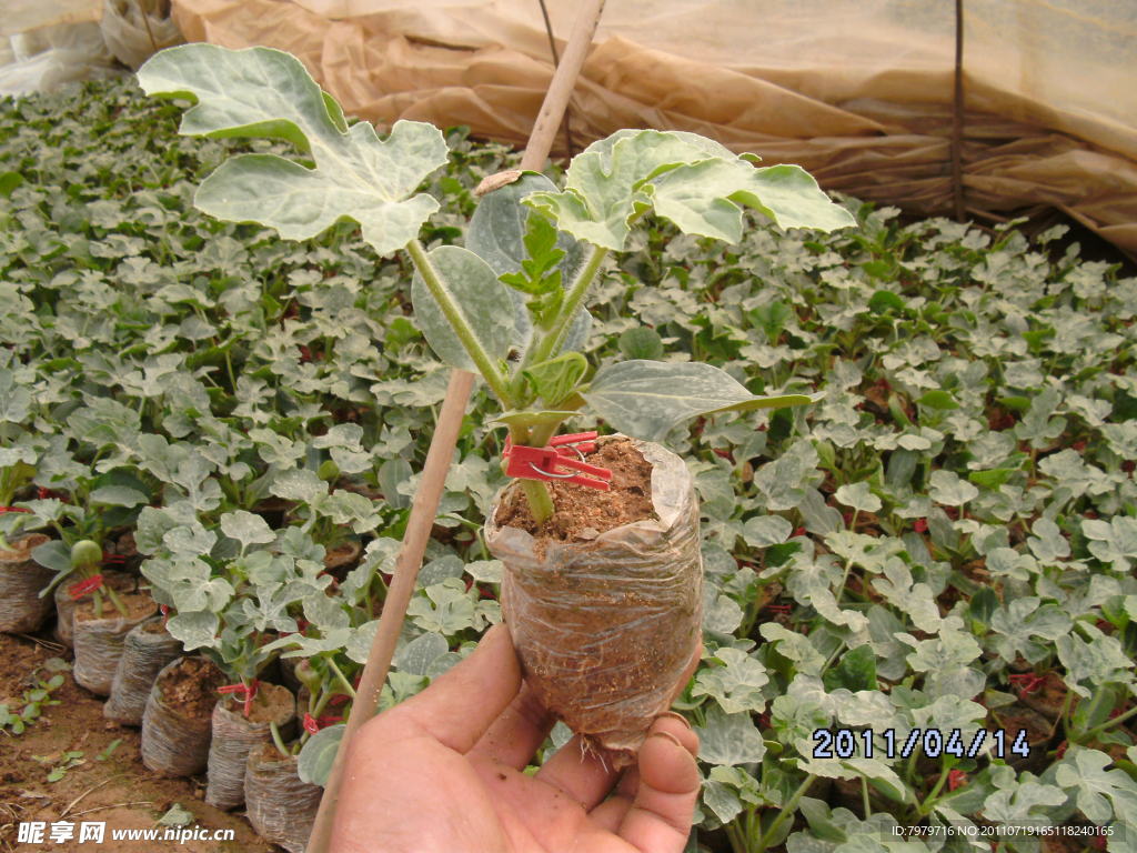 西瓜怎么种植方法如下 - 知乎