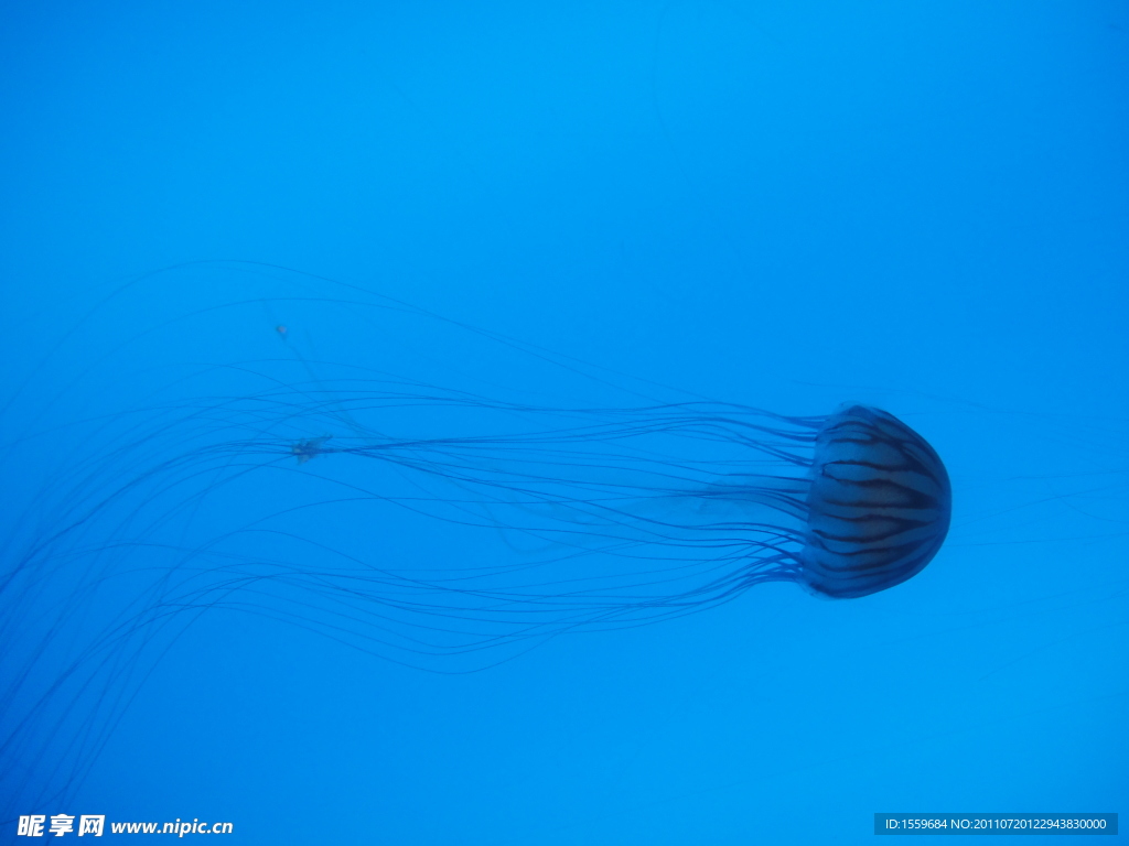 海洋 生物 海蛰 水母