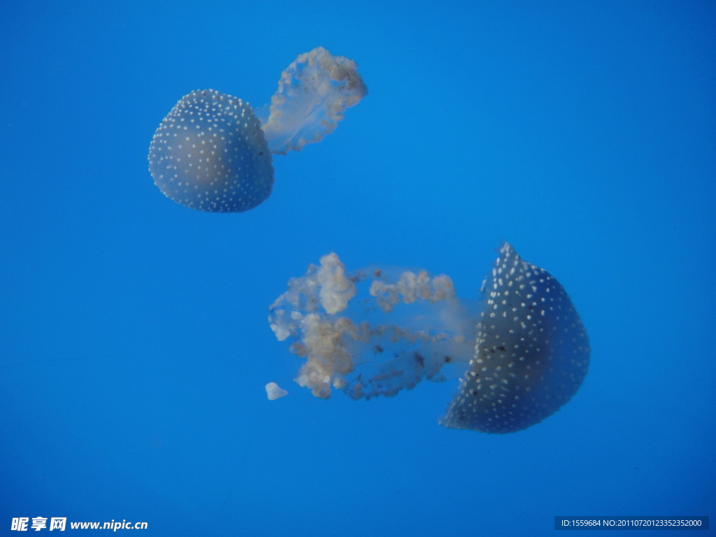 海洋 生物 海蛰