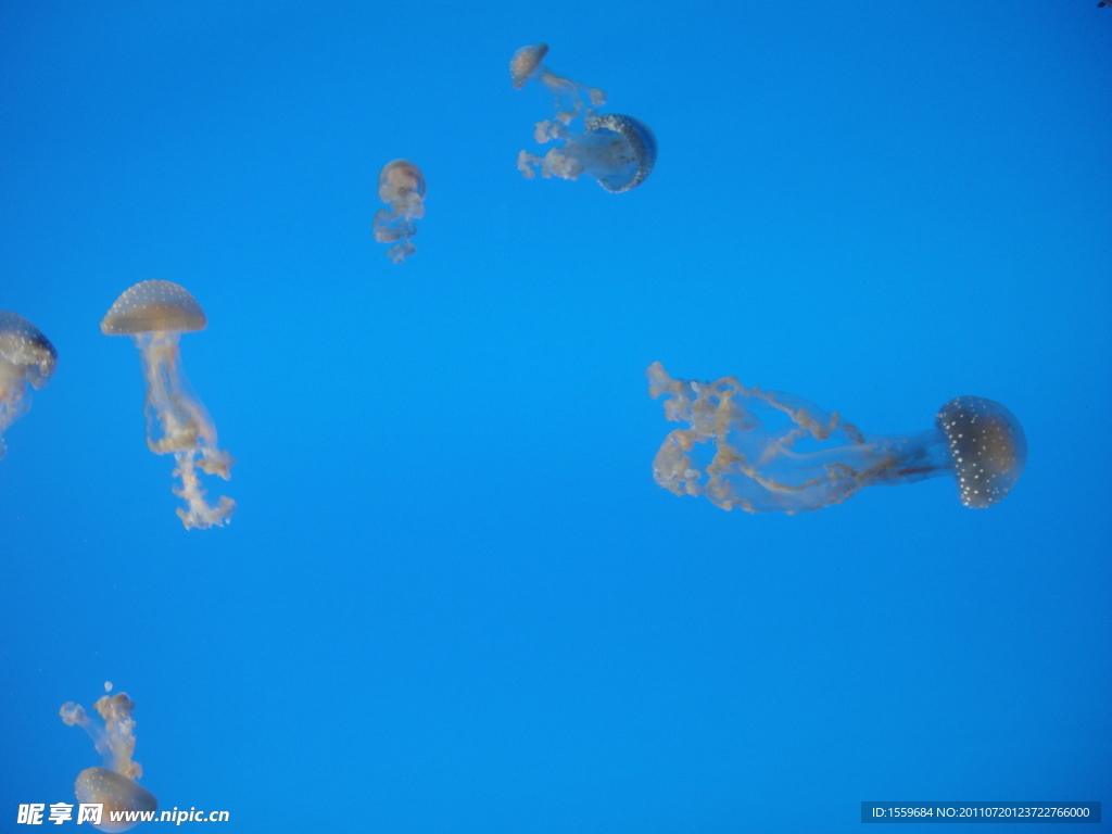 海洋 生物 海蛰