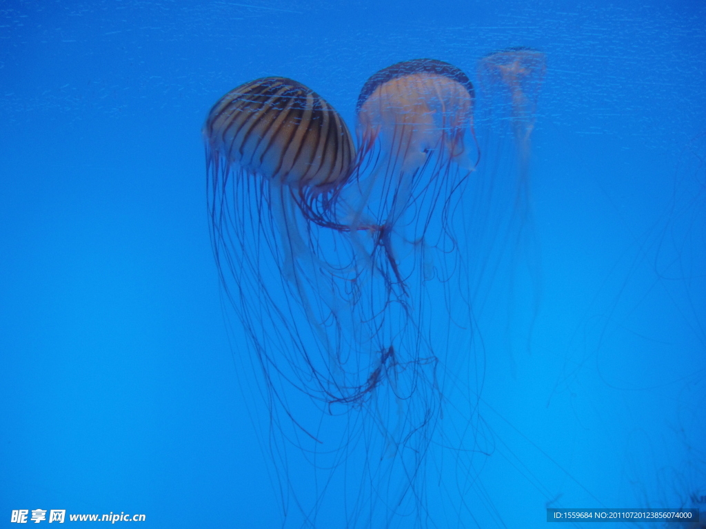 海洋 生物 海蛰