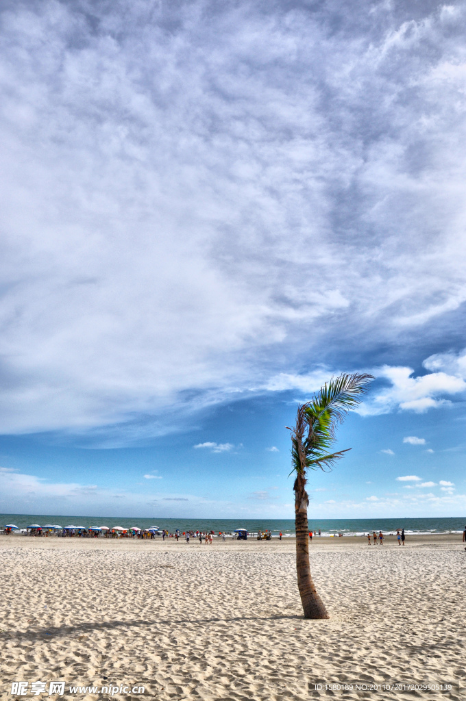 海滨沙滩椰树