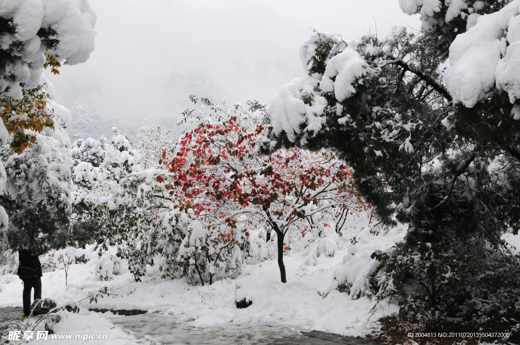 雪中 红叶