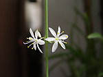 白色花朵