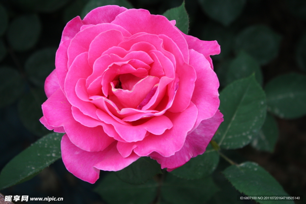 月季花