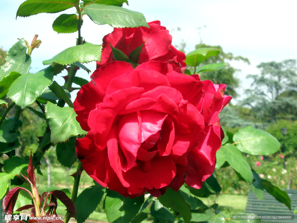 玫瑰花