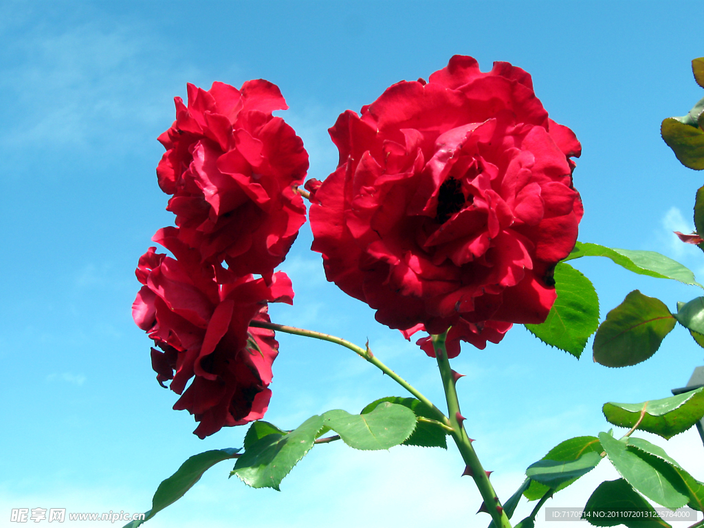 玫瑰花
