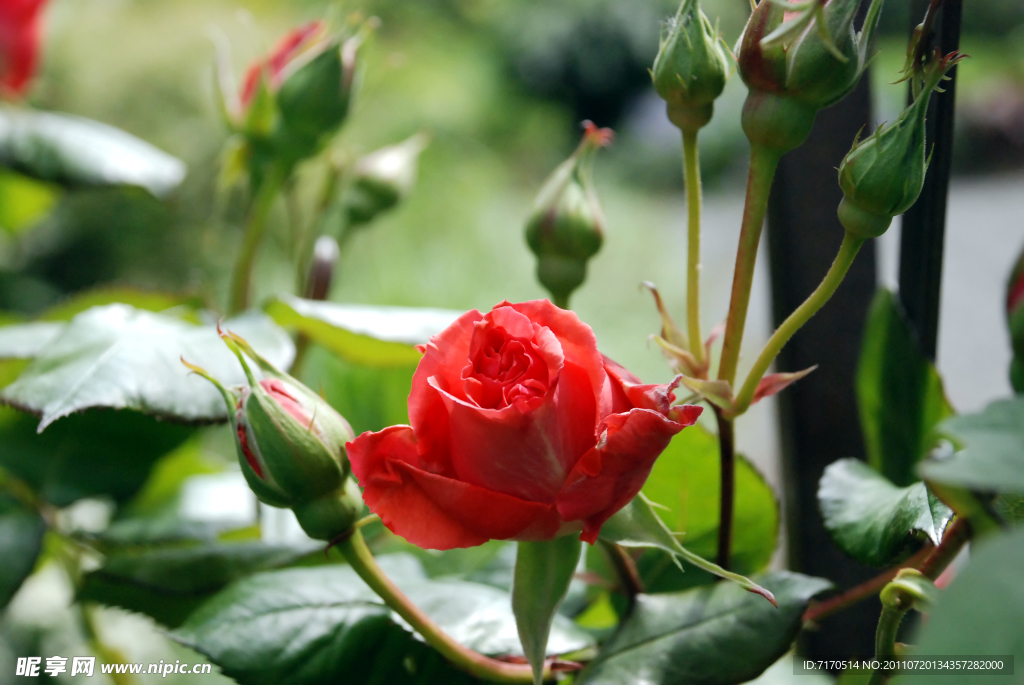 玫瑰花
