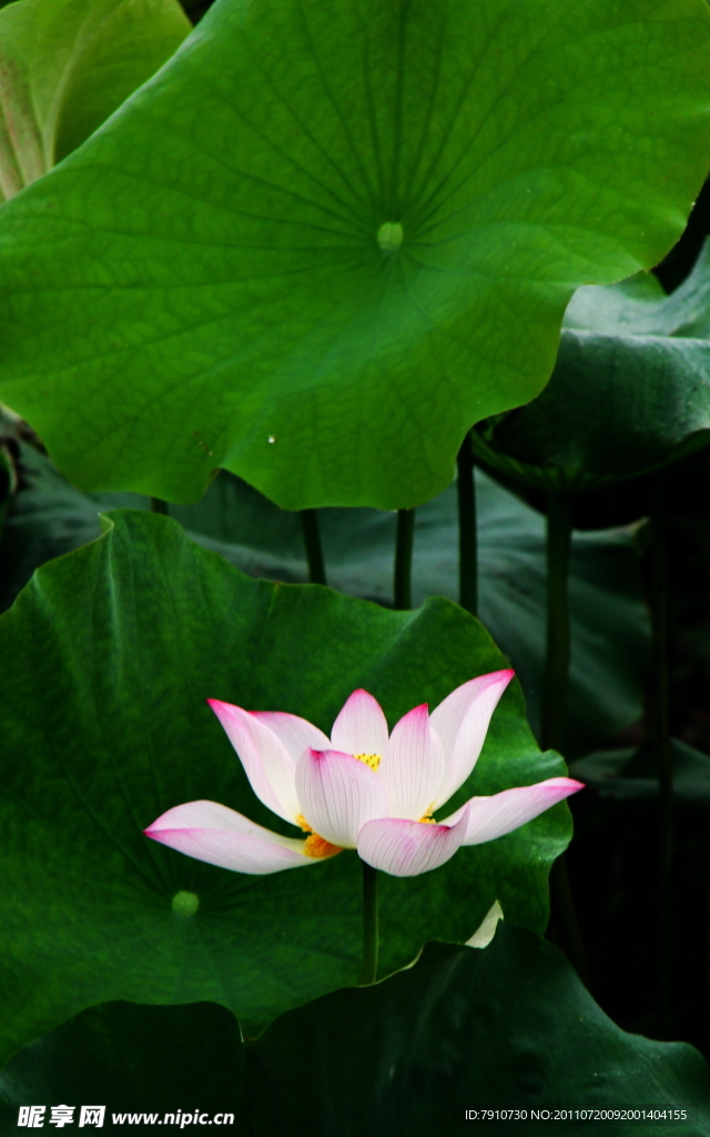 荷花