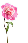 一枝花