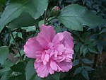 野芙蓉