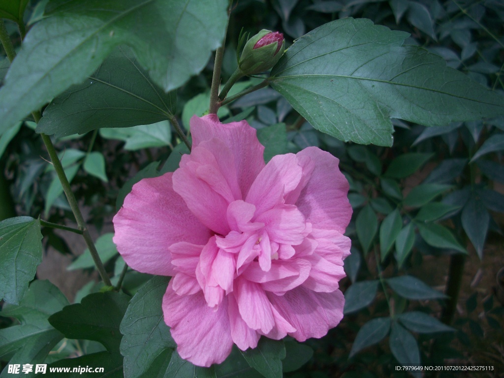 野芙蓉