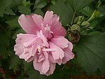 野芙蓉