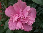 野芙蓉