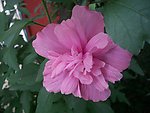 野芙蓉