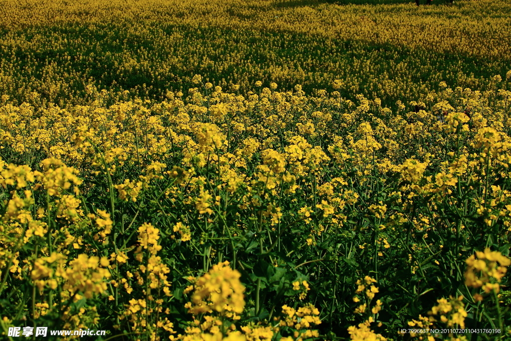 油菜花