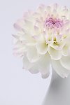 大丽花花瓶