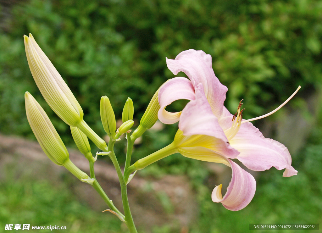 百合花