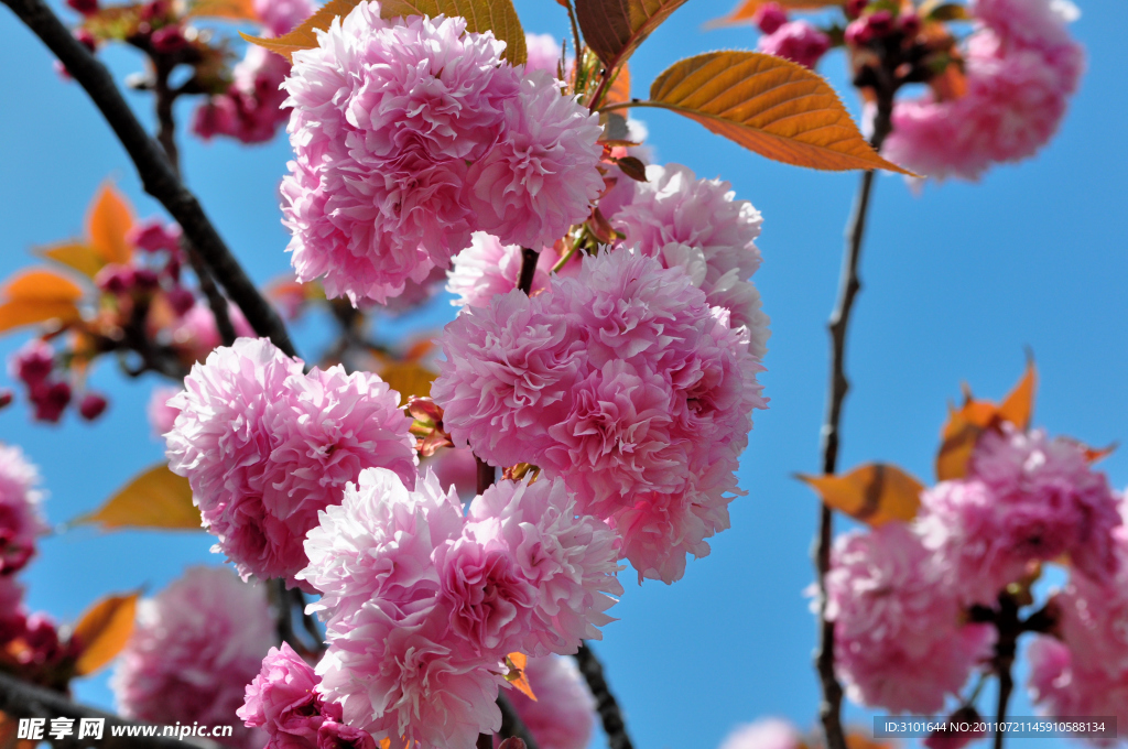 樱花