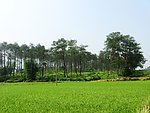 田园