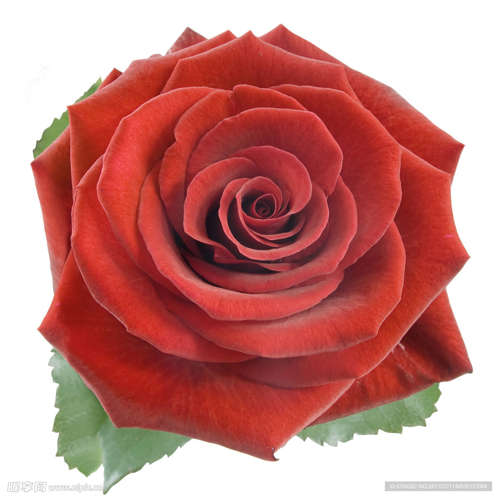 娇艳的红色玫瑰花